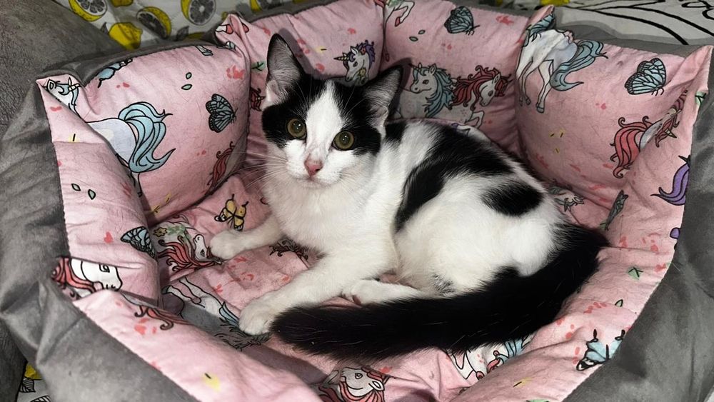 Котенок бесплатно в хорошие руки