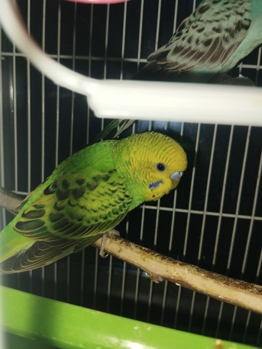 Popugay tòtiqush jufti bilan sotiladi