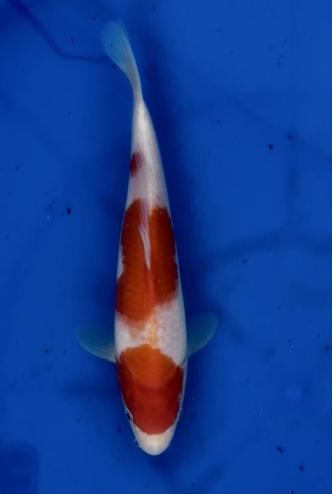 Crapi Koi import Japonia