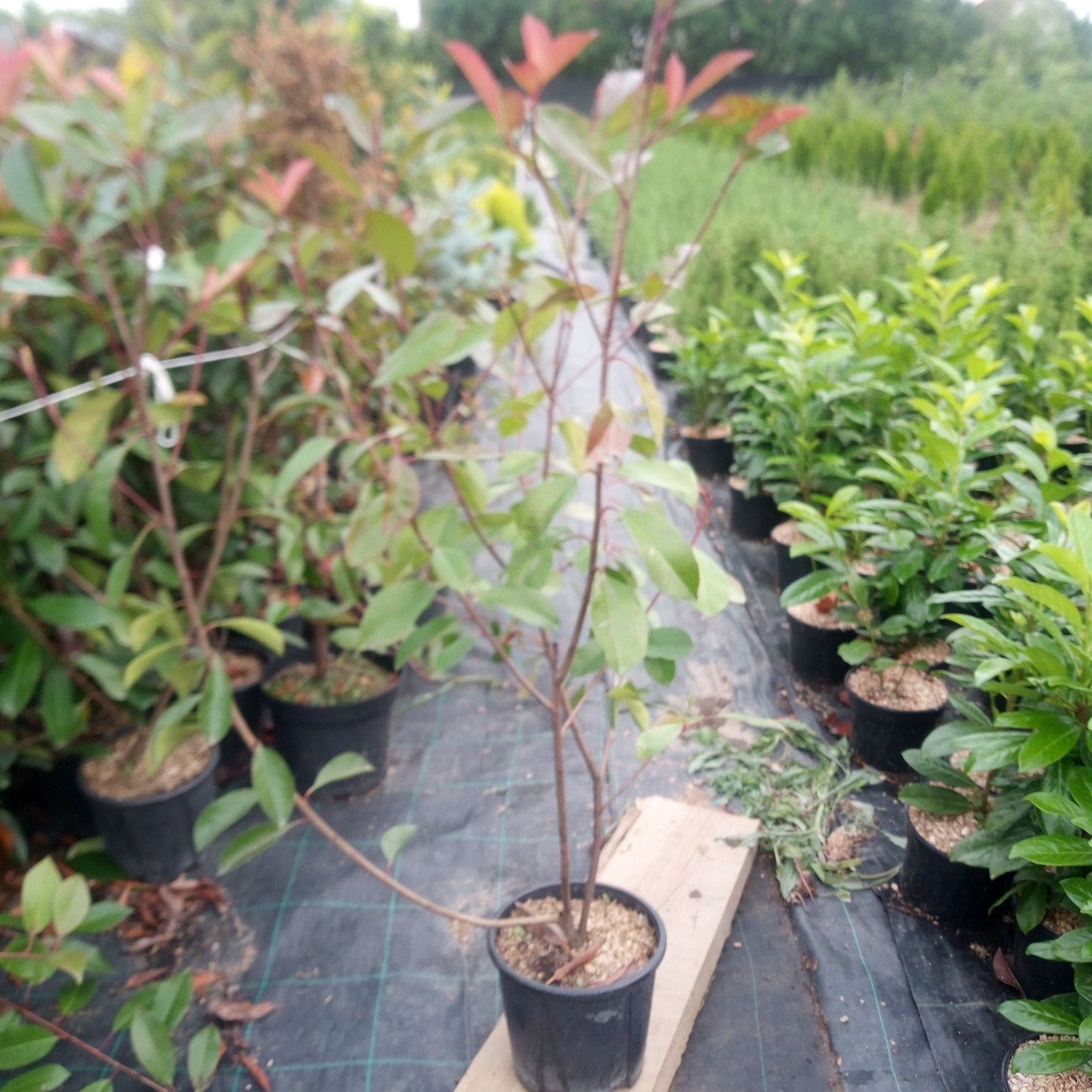 Photinia Red Robin, gard viu