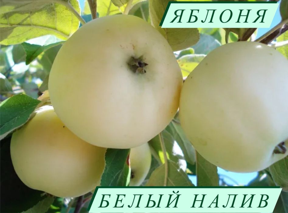 Саженцы яблонь местных