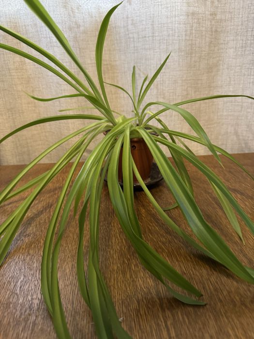 Цветок хлорофитум