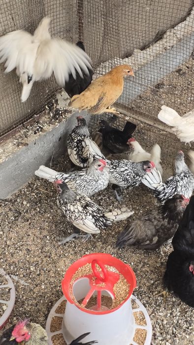 Pasari gaini bantam, sebright, chabo