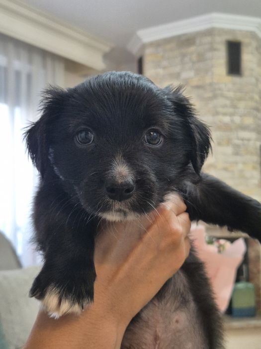 Adopție pui de catelusi