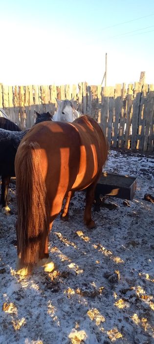 9 жасар Айғыр сатылады