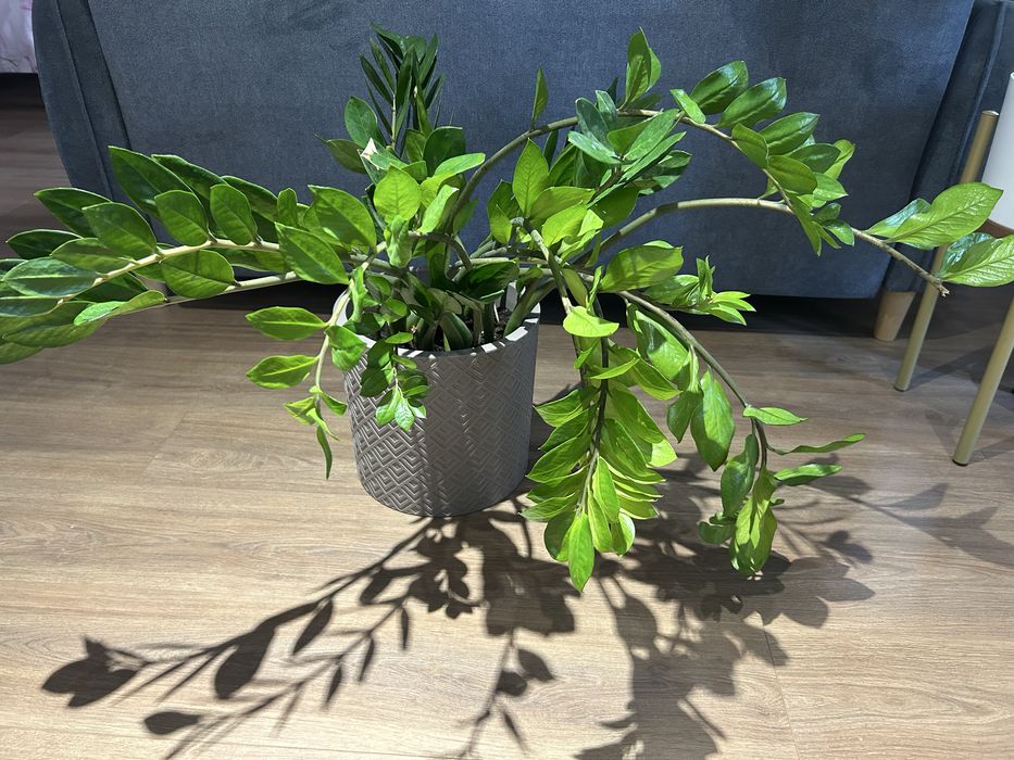 Замиокулькас в кашпо