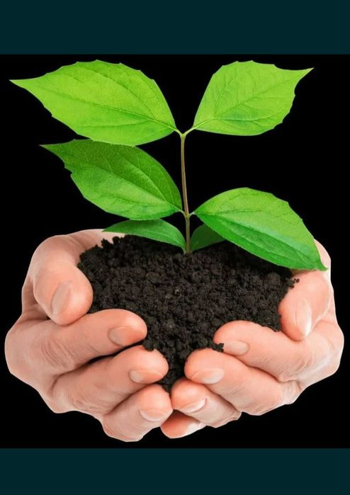 биогумус - калифорния қизил чувалчанги ёрдами билан ишлаб чиқарилган