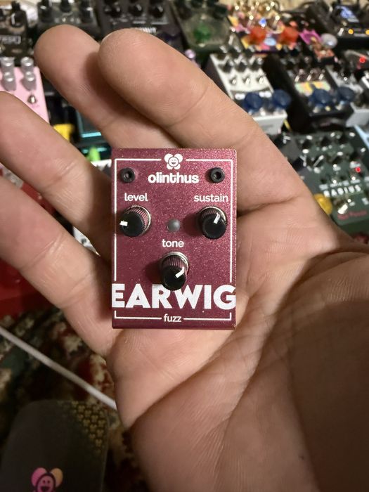 Olintus Earwig fuzz