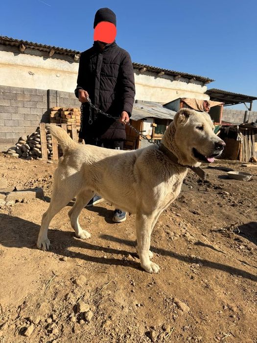 Turkmeniskiy alabay sotlad