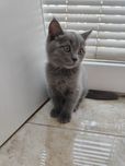 Продаётся котёнок 2 месяца
