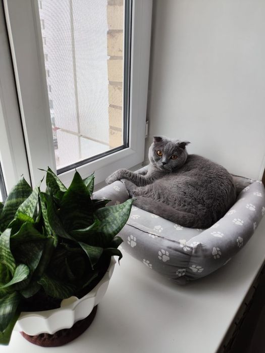 Вислоухий британец (шотландец голубого окраса)