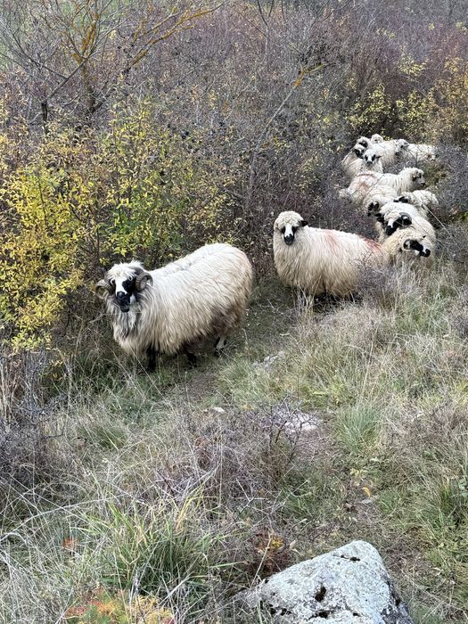 Vand 10 oi  si un mior