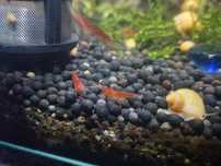 Melci Pomacea Bridgesi și creveți Red Cherry