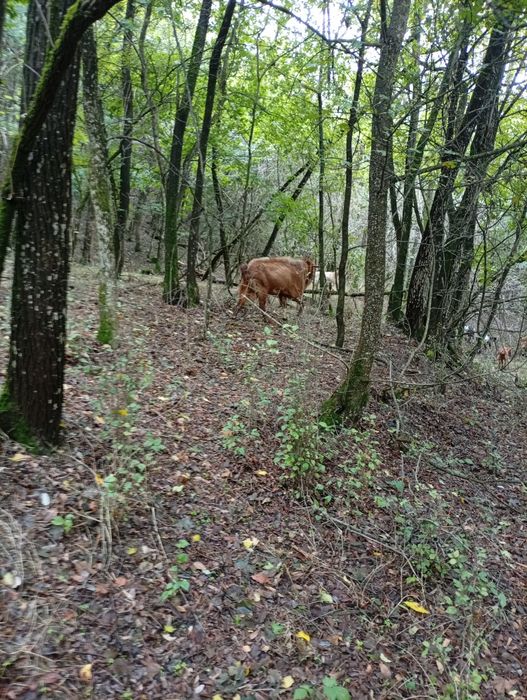 Țap de vanzare tapu este gras