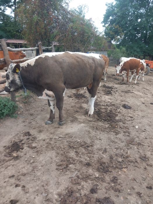 Taur baltat de vanzare