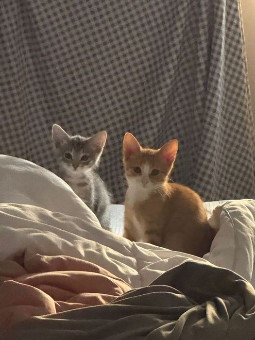 Две кошки ищут заботливых хозяев!