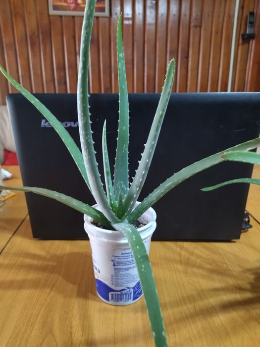Алоэ Вера,большие растения