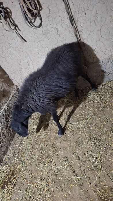 KATTA Qoy sotiladi  bugʻoz