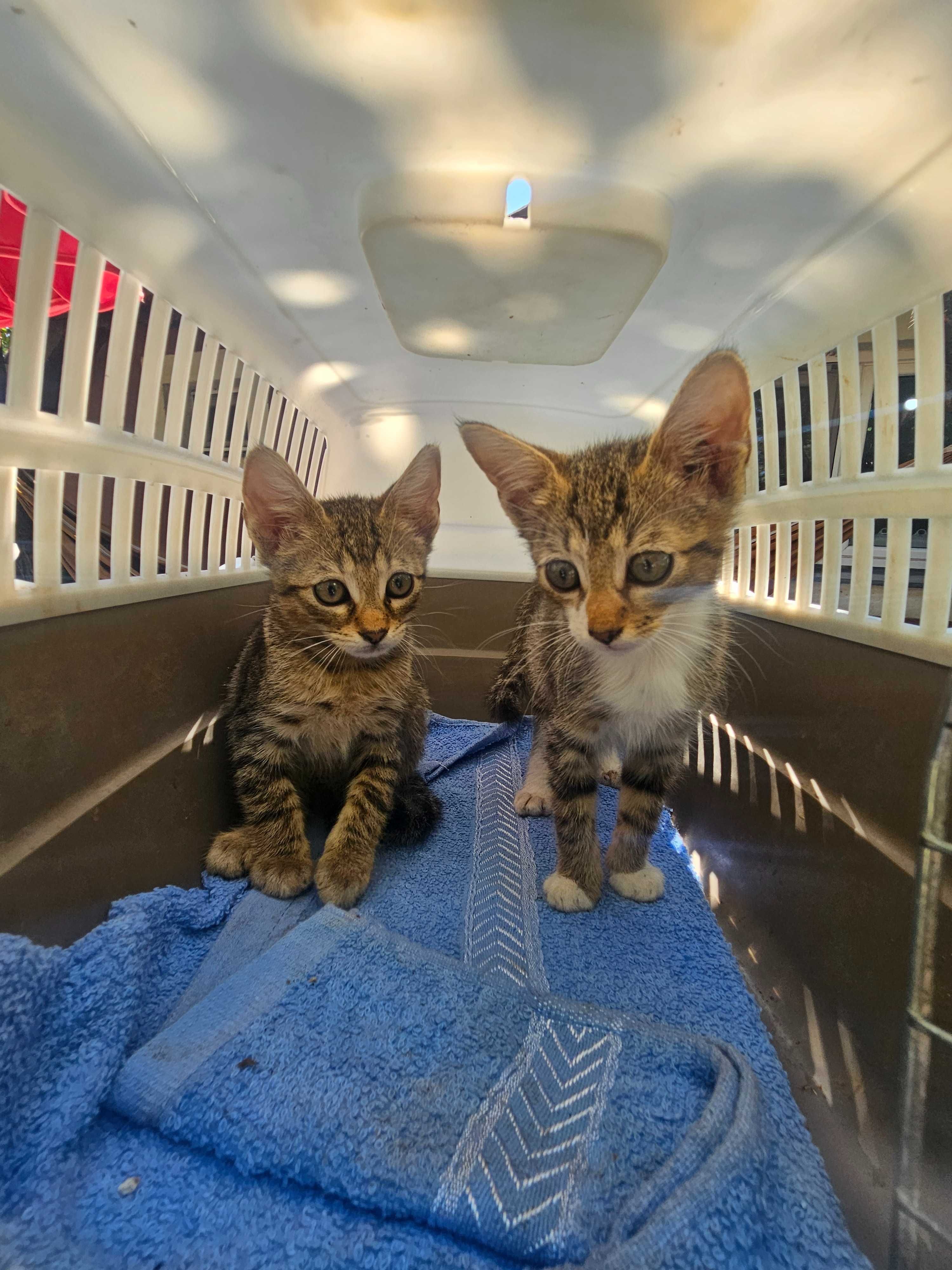 3 puiute de 2 luni jumate pentru adoptie