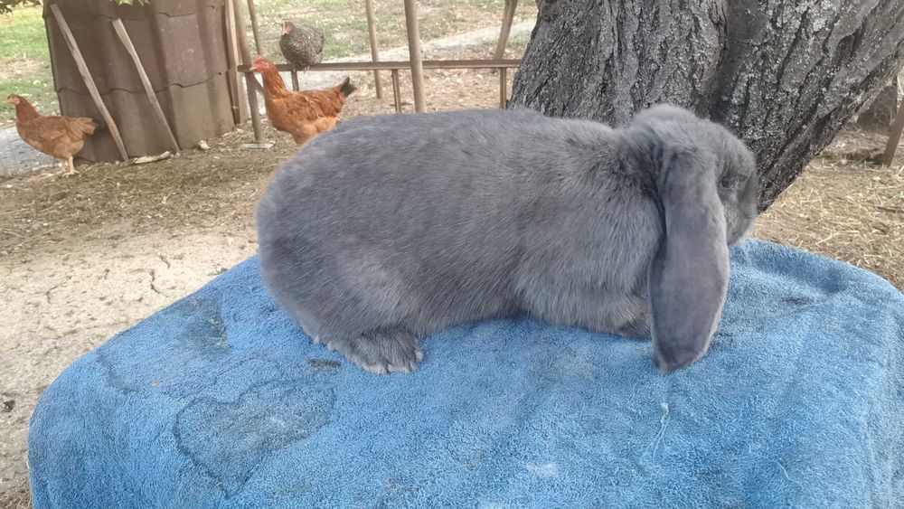 Iepuri berbec german