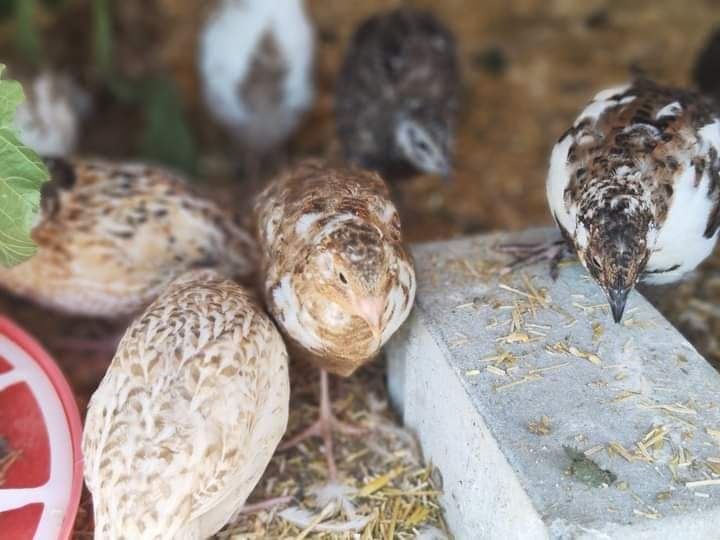 Пъдпъдъци женски и мъжки, млади и пронасящи