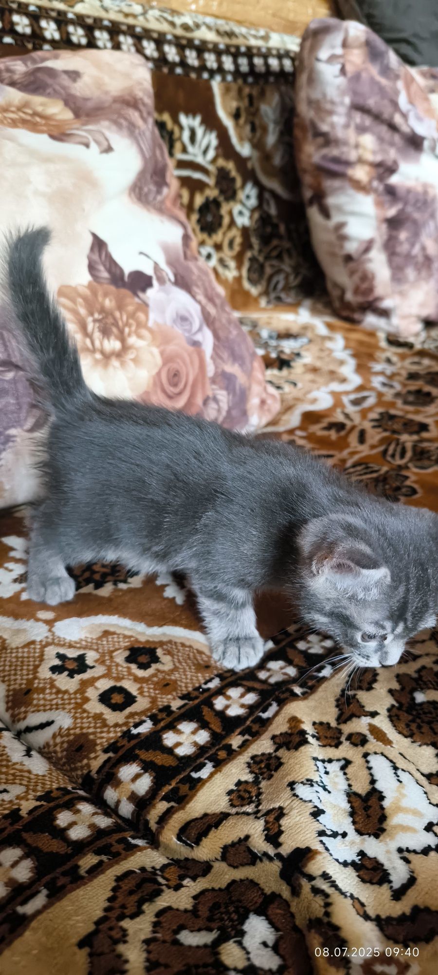 Вислоухие котята скотиш страйт