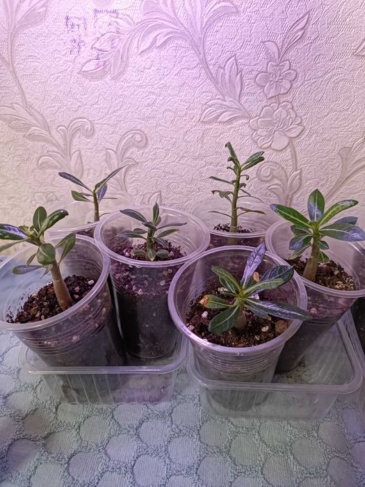 Комнатные цветы.