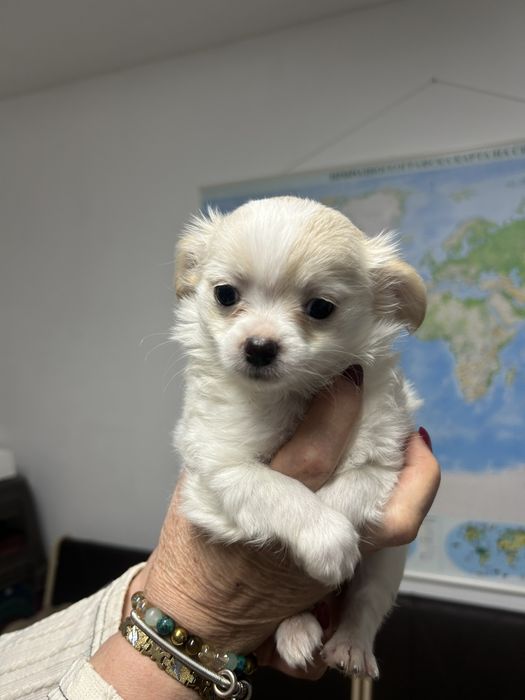 Чихуахуа дългокосместо