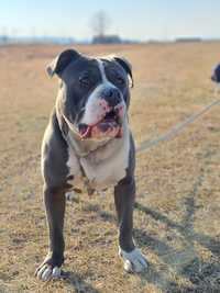 Câine Amstaff blue