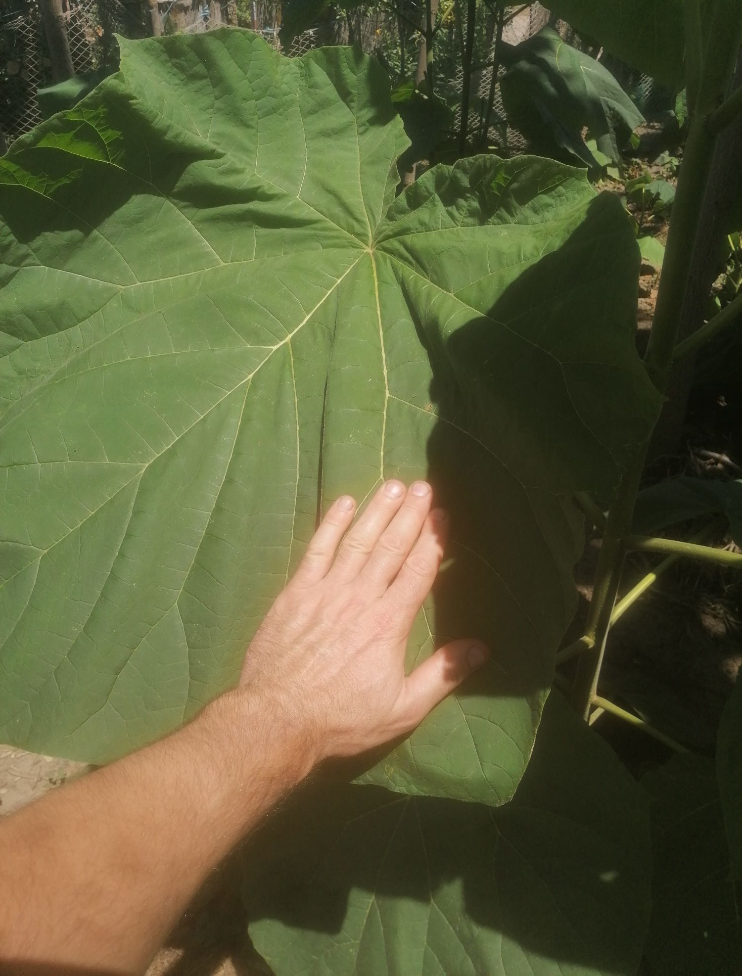 Vand paulownia    producator