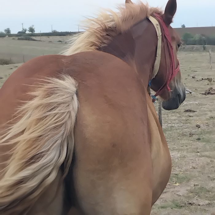 Vand manza de 2 ani