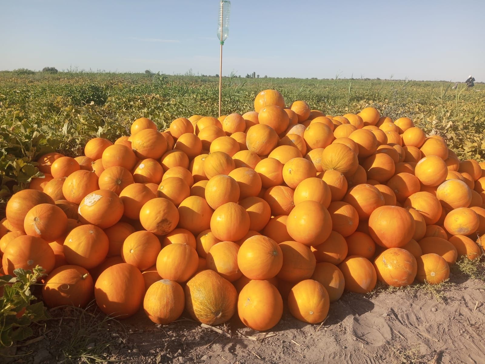 Семена дыни сорт Бакинка