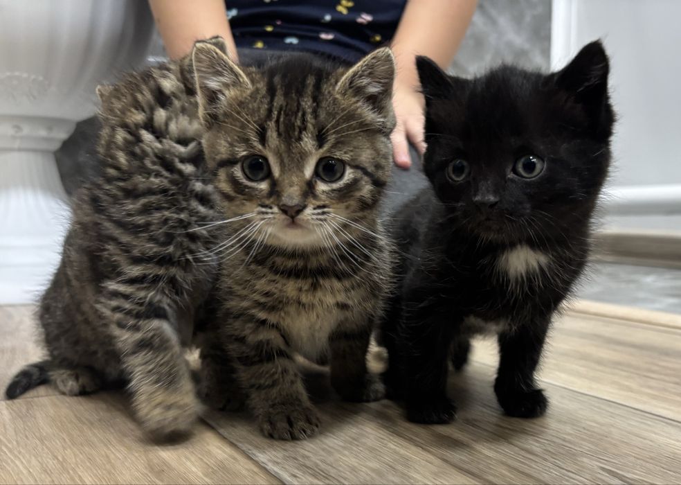 Отдам котят в добрые руки !