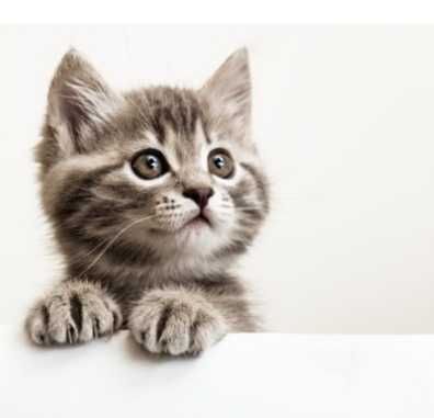 Отдам котят 1,5 и 3 месяца