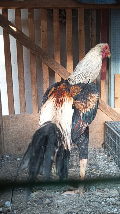 Хуроз сотилади .