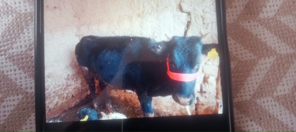 Соғым сыйыр келіп көріңдер