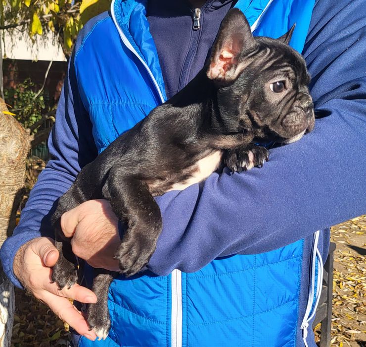 Bulldog francez Mascul