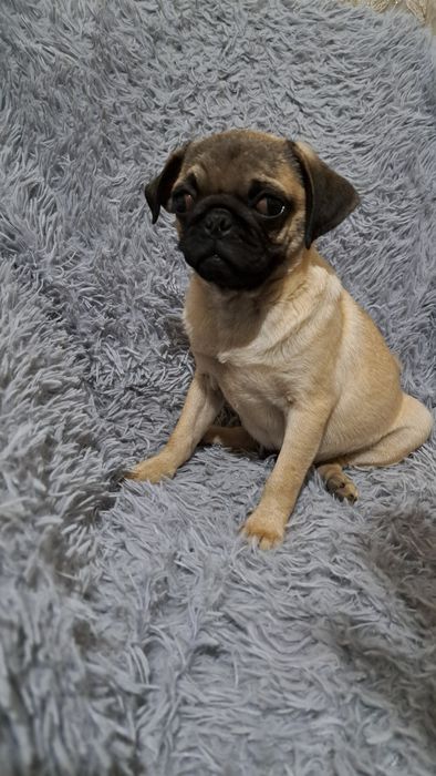 Продаю  клубного щенка мопсика мальчик