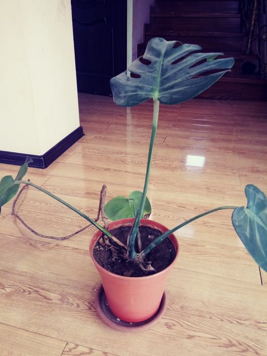 Монстера - комнатное растение