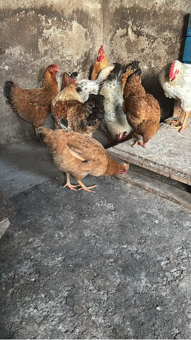 Vand gaini si cocosi!