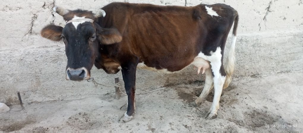 Sutli sigir sotiladi