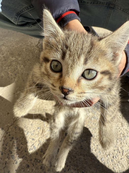 Отдам котят бесплатно
