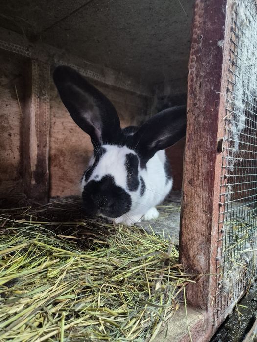 Iepuri din rasa Californian , fluturi,neo. Etc.