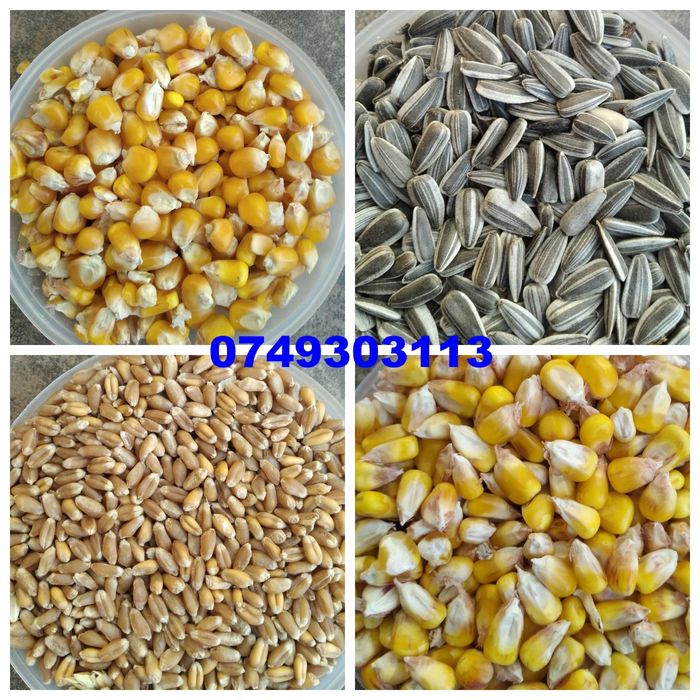 Porumb floarea soarelui pestriță pt papagali ovăz grau amestec cereale