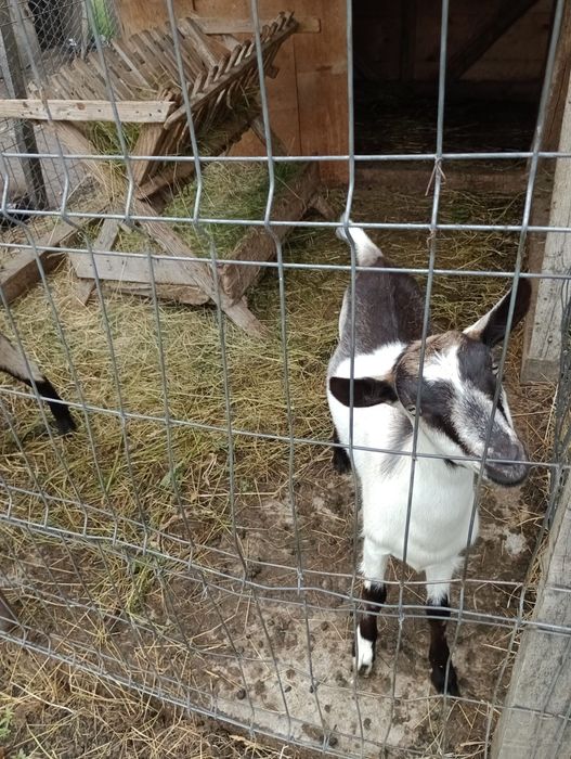 Capre Saanen și Alpina franceza de Vânzare