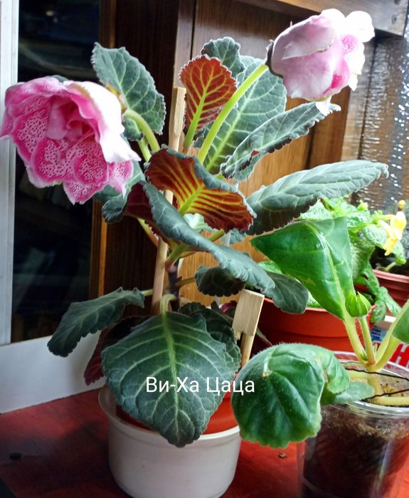 Продам комнатные цветы папоротники, эписции, монстеры, филодендрон