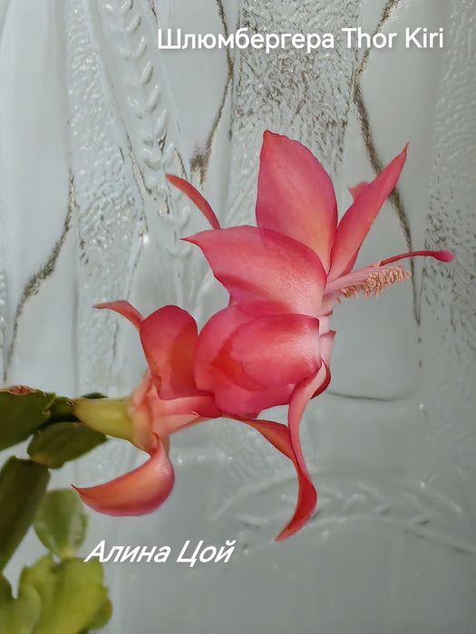 Сортовая шлюмбергера (декабрист) Thor Kiri