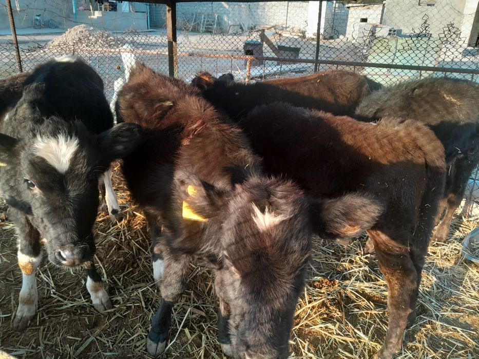 Ургашы 5 бас  бузау сатылады