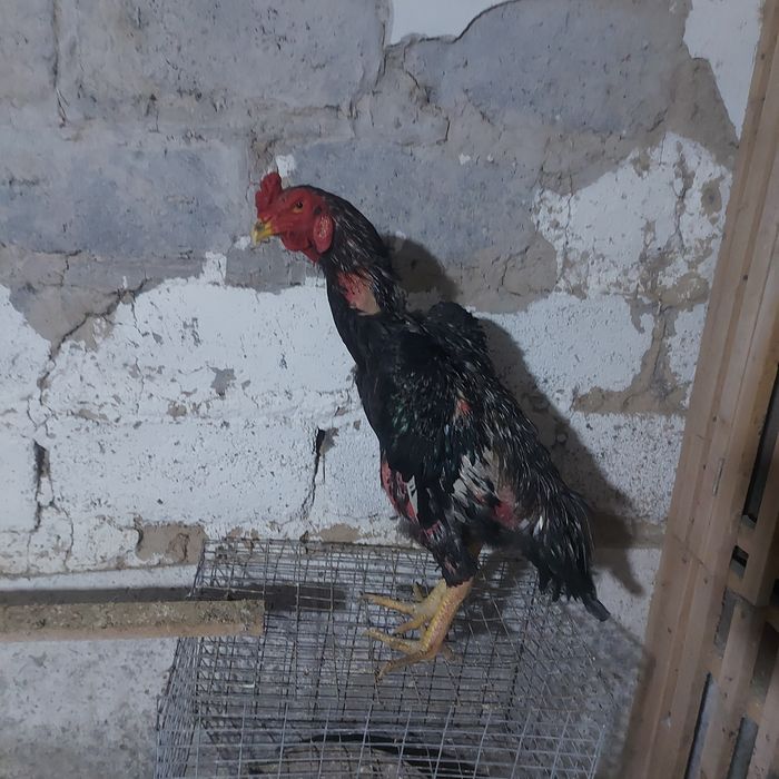 Атлас Корейц 1.5год крупный   5.5кг