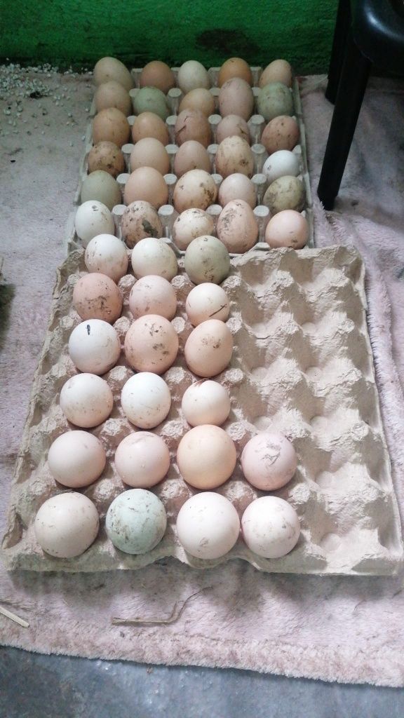 Oua pentru incubat australop, gat golas si orpington, mai multe detali